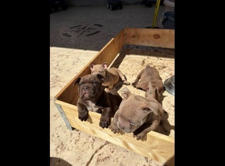 american bully 01-1.jpg